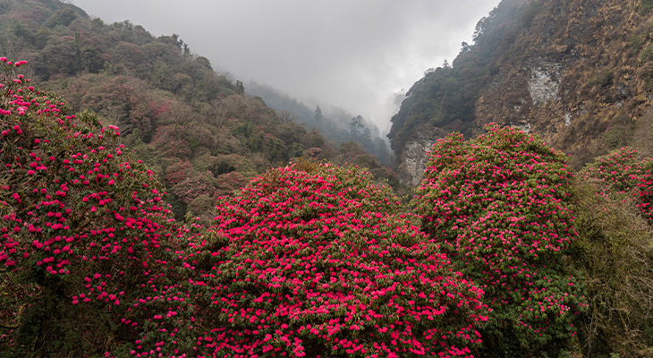 Rhododendron bomen Nepal Rhododendron bomen Nepal