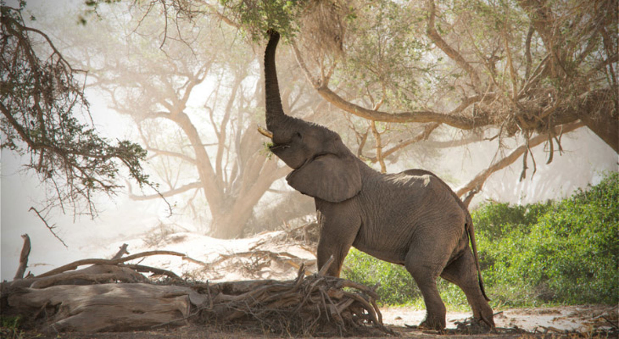Woestijnolifant in de droge rivier de Huab, Damaraland, Namibië