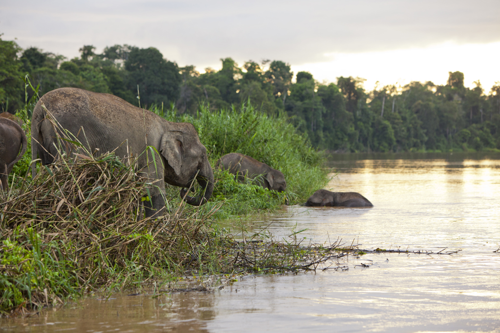 Familiereis Maleisisch Borneo Kinabatangan rivier olifanten
