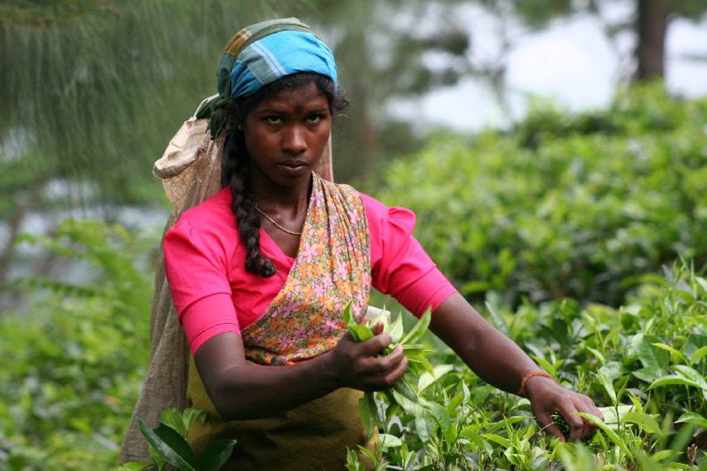 Thee plukken Sri Lanka