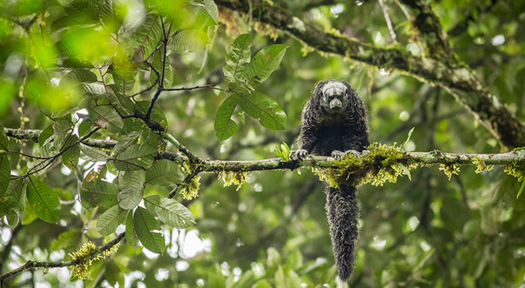 Aap, Ecuador Aap, Ecuador