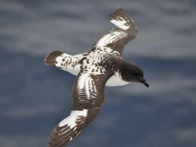 Route rondreis Antarctica 15 dagen - Dag 5