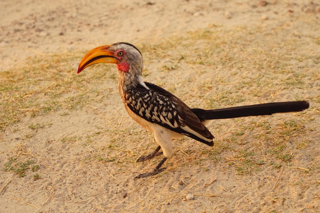Hornbill bird