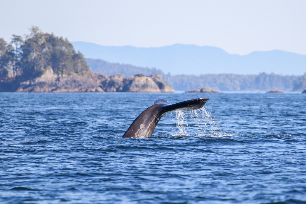 CAF - Walvis Tofino - shutterstock_2254859317.jpg