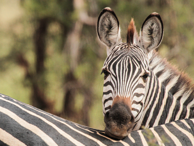 Route 22-35 Kenia & Tanzania, 20 dagen - Day 20