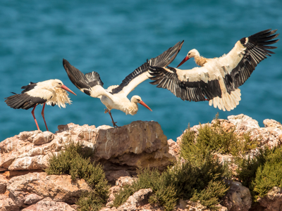 Route 9 daagse wandelvakantie Alentejo en Algarve - Day 3