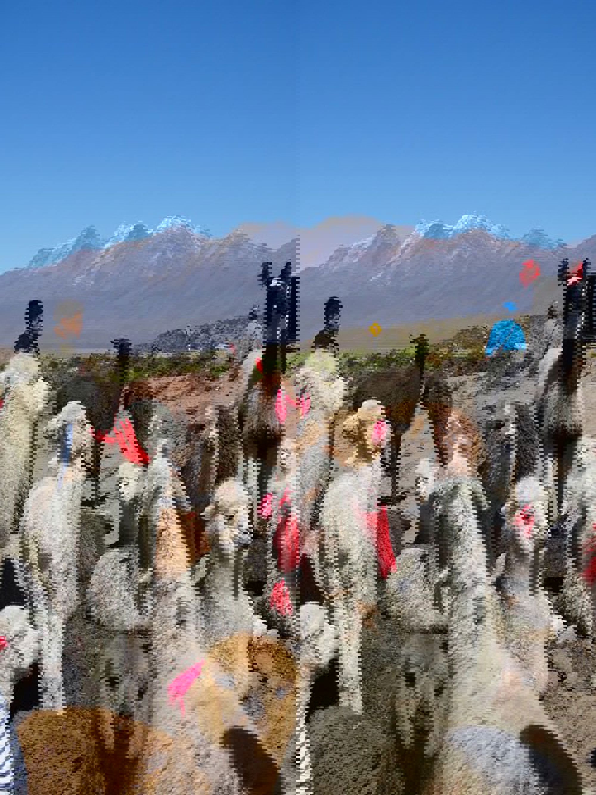 Groepsrondreis Peru Hoogtepunten