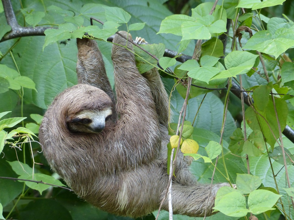 Luiaard hangend aan een tak tussen groene bladeren in Costa Rica.