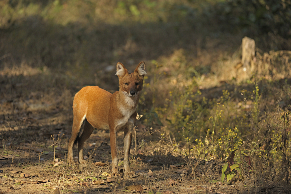 Kanha NP
