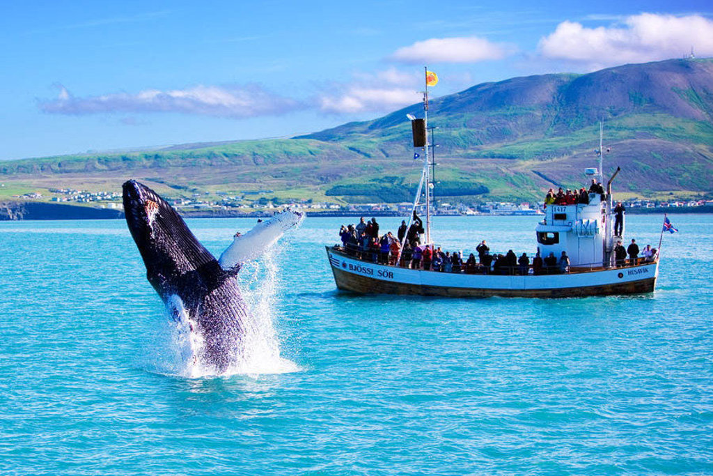 main_main_Whalewatching_from_Husavik_Copyright_Nordursigling.jpg
