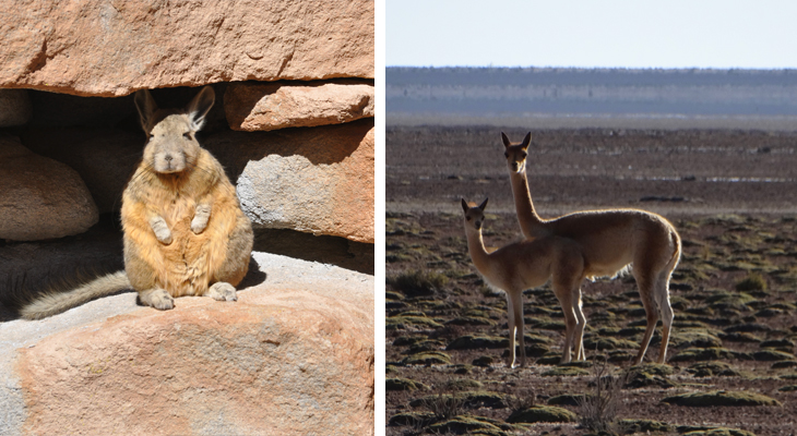 wilde dieren in bolivia wilde dieren in bolivia