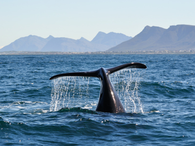 Route Johannesburg - Kaapstad, 24 dagen - Dag 20