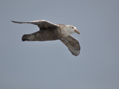 Route rondreis Antarctica 15 dagen - Dag 5