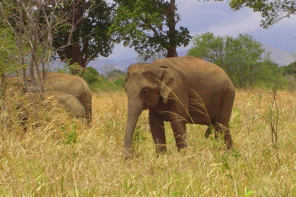 main_Elefanten.Udawalawe.2.jpg