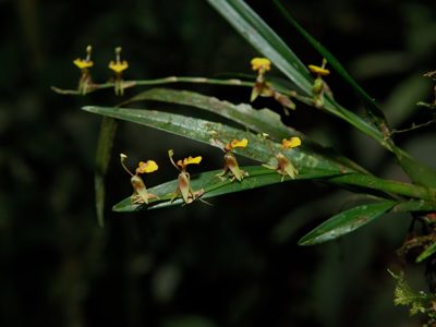 Route Ecuador, 22 dagen inclusief Yarina - Day 6