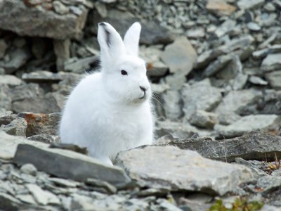 Route Groenland - Dag 5