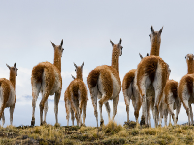 Route Patagonië Hoogtepunten, 18 dagen - Dag 10