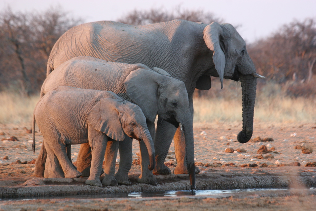 ZGF - Zuid-Afrika olifanten.jpg