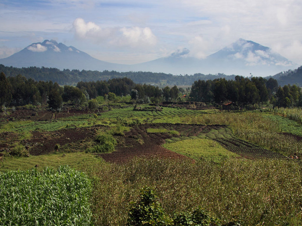 main_Rwanda_-_Parc_National_des_Volcans__6_.jpg