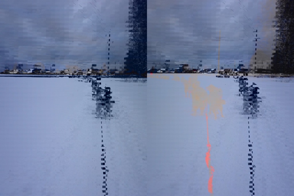 Rusland husky rondreis