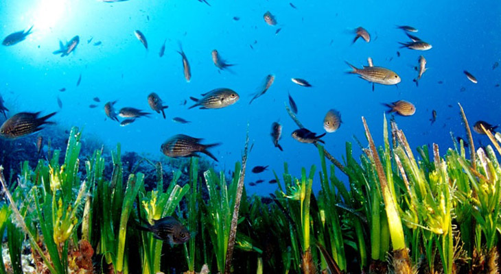 Blue Marine project Griekenland | iSea