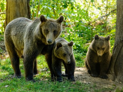 Route Roemenië - Sawadee