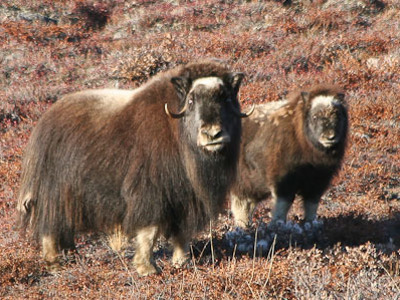Route Groenland - 13 dagen - Dag 11