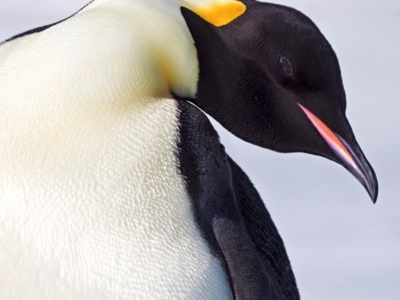 Route rondreis Antarctica 18 dagen - Dag 8