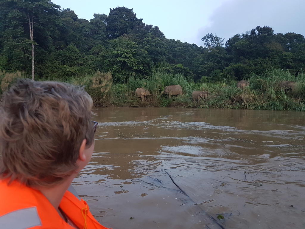 Rondreis Maleisisch Borneo rivier olifanten