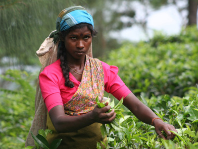 Route Sri Lanka reis, 16 dagen, 2017 - Dag 10