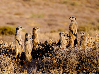 Route Tuinroute en Kruger, 17 dagen - Dag 7
