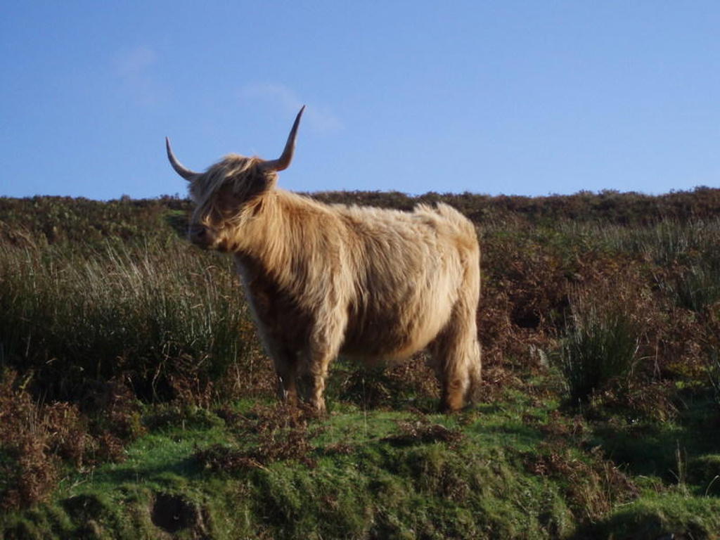 main_Highland_Cow__2_.jpeg
