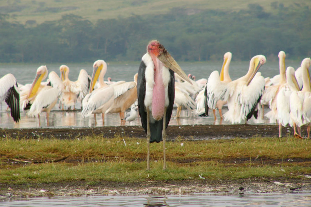 Gamedrive Lake Nakuru