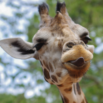 Familiereis Zuid-Afrika en eSwatini