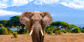 Groepsrondreis Kenia en Tanzania Totaal hotel/lodge