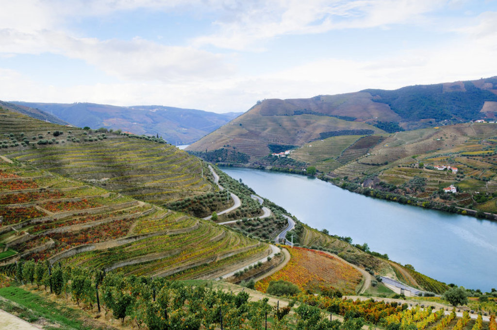 main_TSY_-_Terraced_vineyards_in_autumn_in_the_Douro_Valley_along_the_Douro_River_in_Portugal.jpg