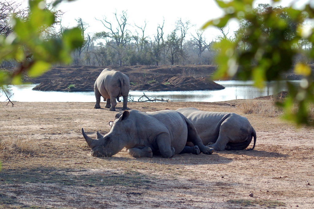 Rondreis Zuid-Afrika neushoorns