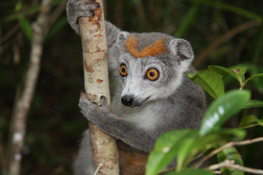 Lemur - Madagascar