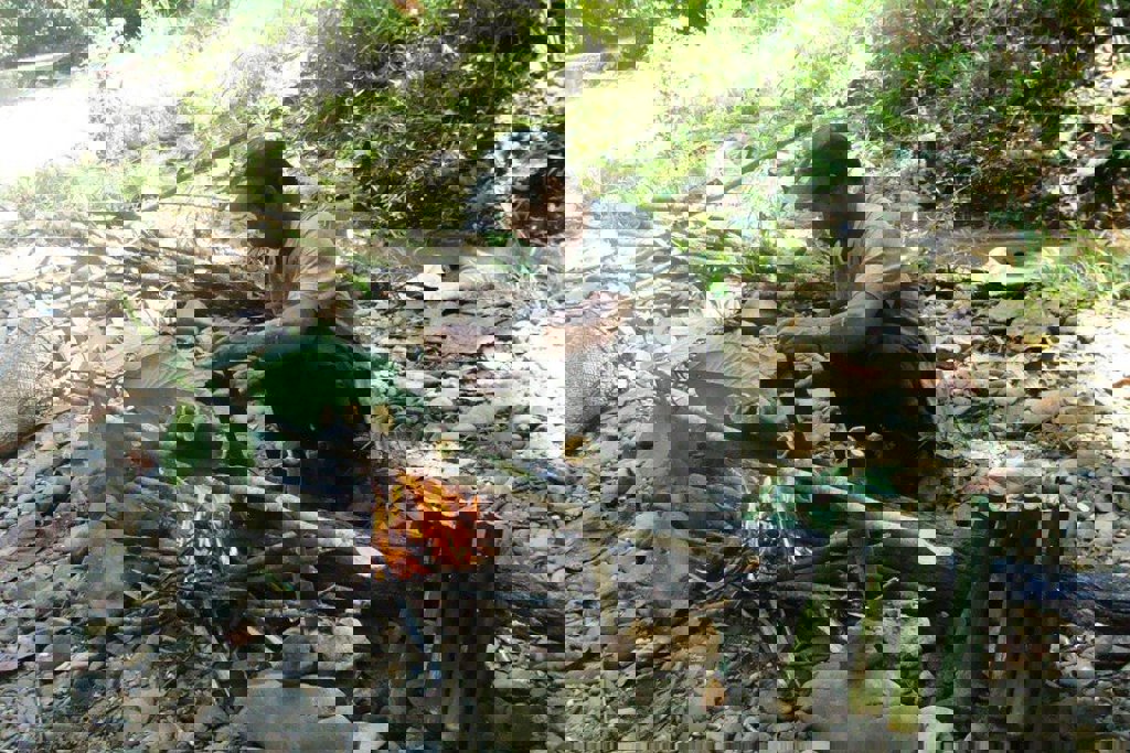 main_Maleisisch_Borneo_Wim_Kok__121_.jfif