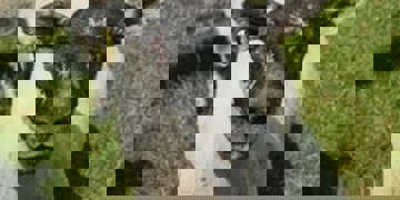 Groepsrondreis Noord-Ierland & Ierland