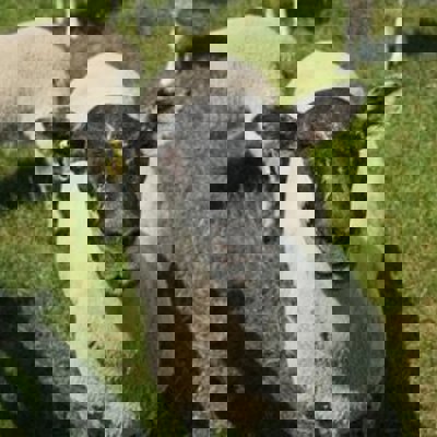 Groepsrondreis Noord-Ierland & Ierland