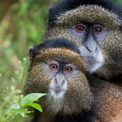 Golden Monkey trekking Mgahinga NP