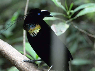 Route 23-daagse reis West-Papua - Day 15