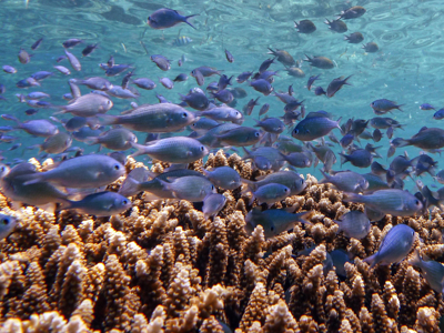 Snorkelexcursie Pulau Menjangan