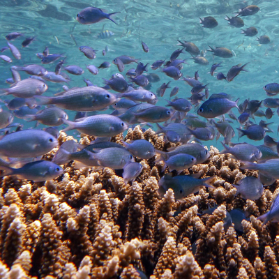 Snorkelexcursie Pulau Menjangan