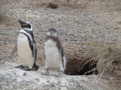 Route Patagonië / Paaseiland, 30 dagen - Dag 22