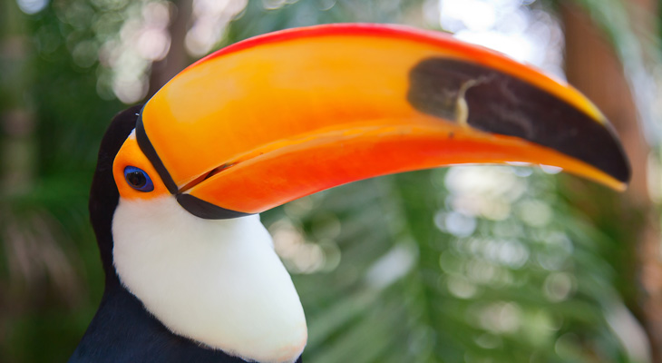 prachtige vogel uit de amazone