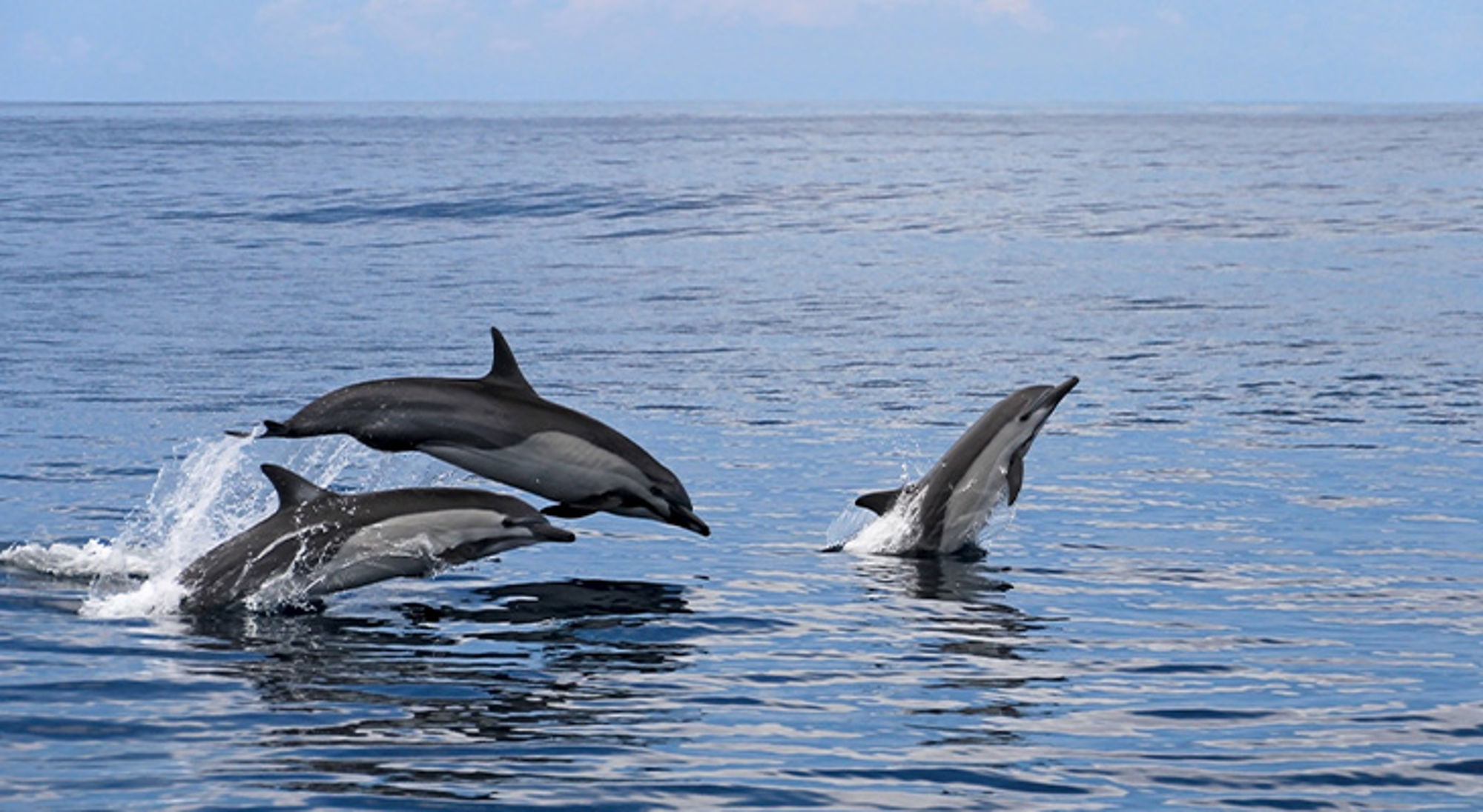 Dolfijnen Costa Rica Dolfijnen Costa Rica