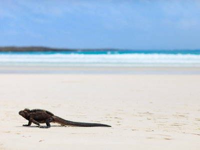 Route Ecuador en Galapagos, 22 dagen - Day 19