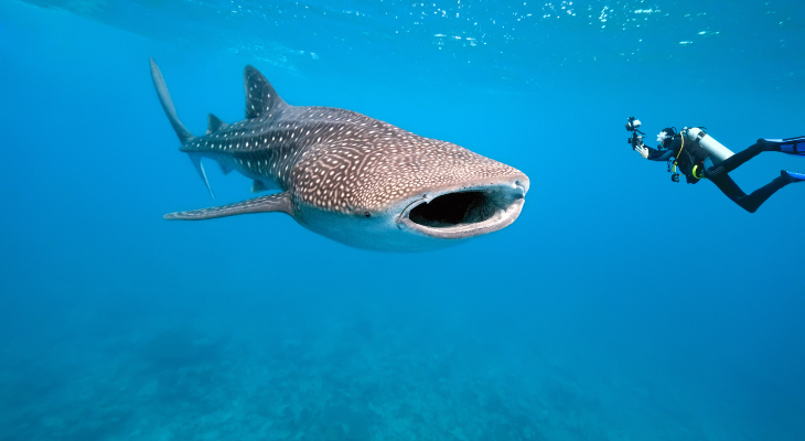 Walvishaai Walvishaai